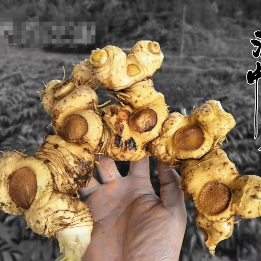 通道县姜形黄精 多花黄精种茎苗