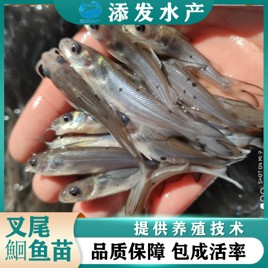 广州叉尾鮰鱼苗批发 叉尾鮰鱼苗价格