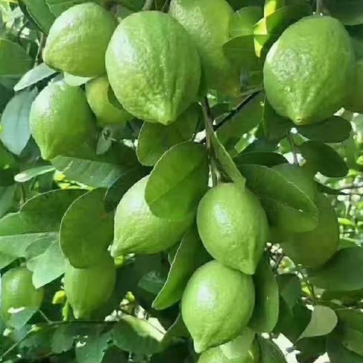 灵山县 广东香水柠檬苗