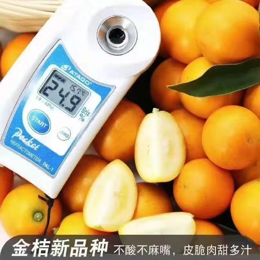 平和县脆皮金桔苗 脆蜜金桔苗，脆蜜金柑苗。