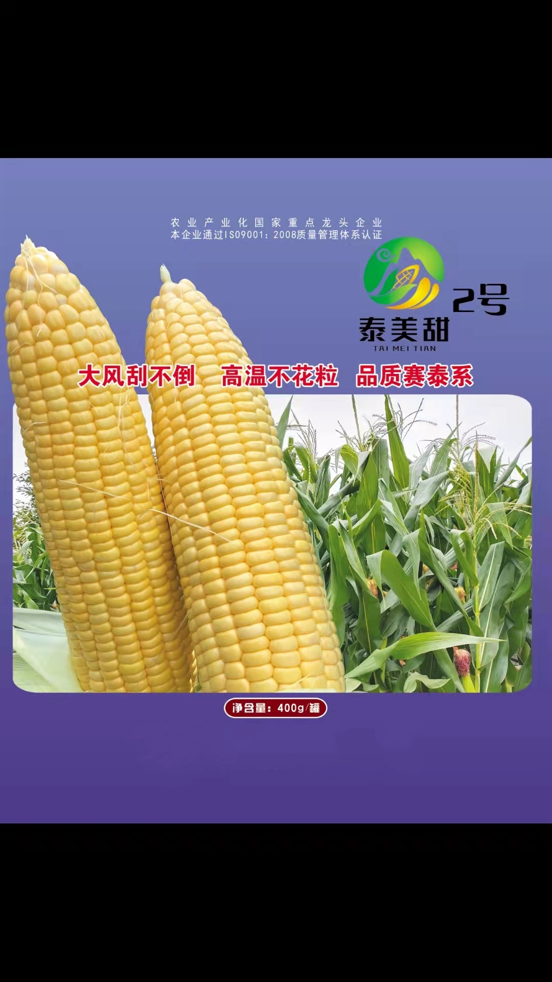 南靖县甜玉米种子  泰美甜2号玉米种子