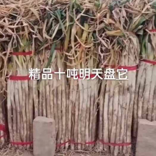 滑县长白大葱 毛葱 河南省安阳市滑县 