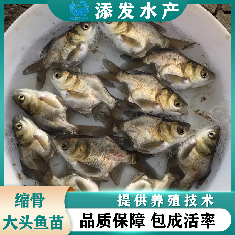 广州大量批发缩骨大头鱼苗，缩骨鳙鱼苗