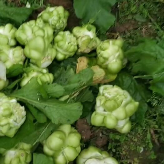金堂县光头芥菜 