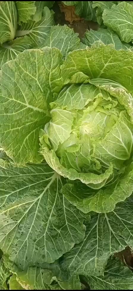  安徽阜阳临泉地区大白菜自家种植，货源充足，净菜上车价六毛