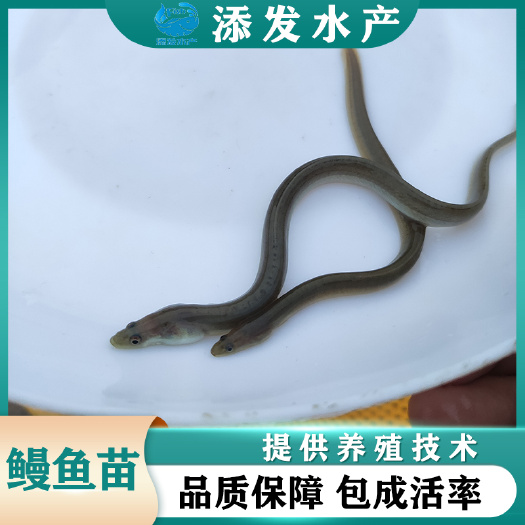 广州鱼苗批发 鳗鱼苗 白鳝苗 日本鳗鱼苗