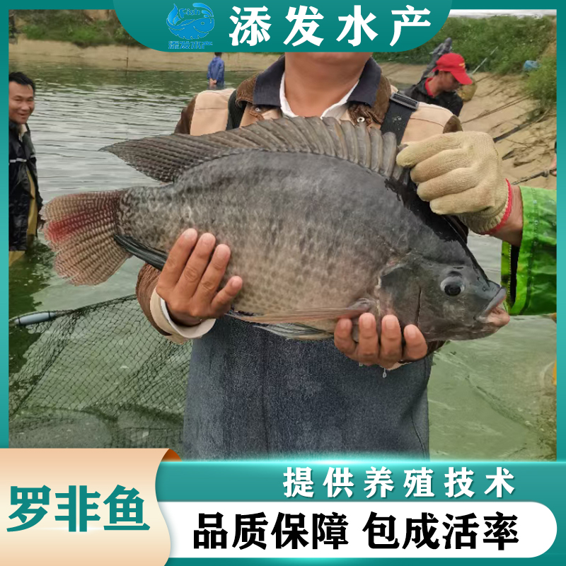广州渔场直销罗非鱼苗，罗非鱼苗价格实惠