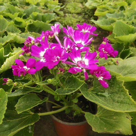 青州市 瓜叶菊盆栽 青州瓜叶菊基地供应 草花瓜叶菊