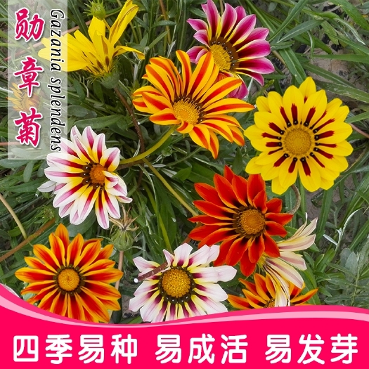 菊花种子 勋章菊种子四季播种易活室内阳台盆栽庭院花草菊花卉种