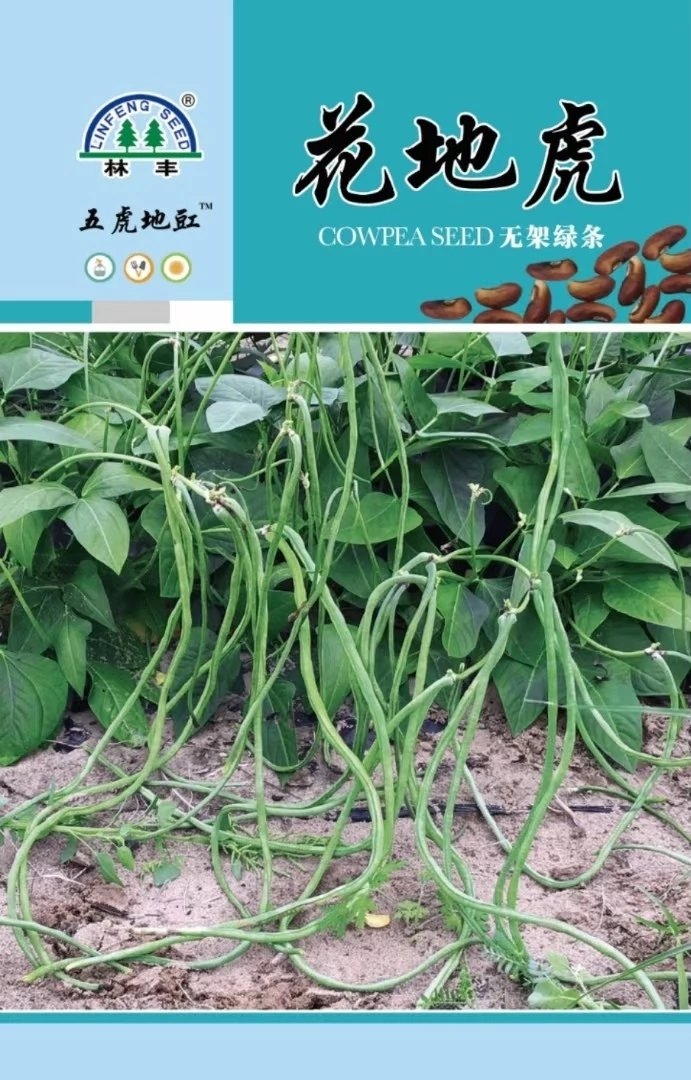 無架豆 黑地虎無架地豆長60-80厘米青綠色畝產(chǎn)5000斤