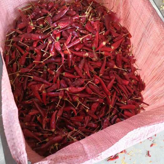 昌吉市朝天椒带把干辣椒，200多吨现货，量大从优。