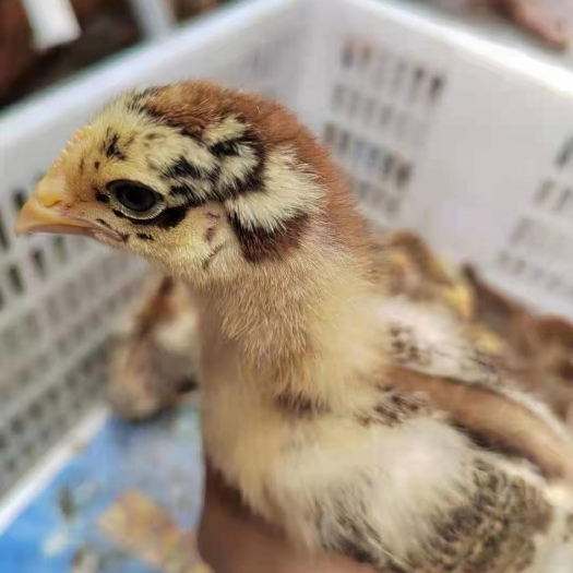 枣阳市鸡苗 淮南王