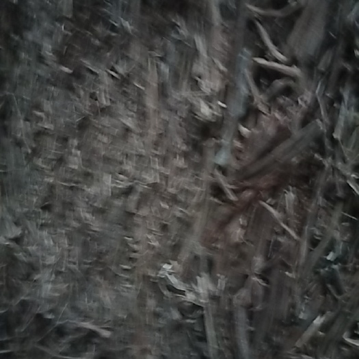 葎草