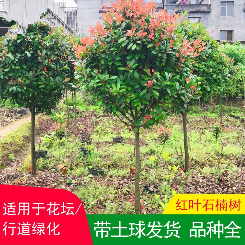 咸宁红叶石楠大树苗1-10公分红叶石楠球绿化盆栽庭院征地四季常