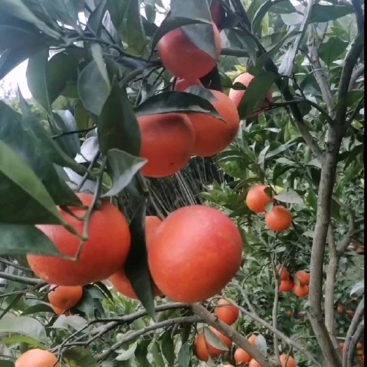 重庆市【顺丰包邮】重庆万州玫瑰香橙，塔罗科血橙！现摘现发带叶发货！
