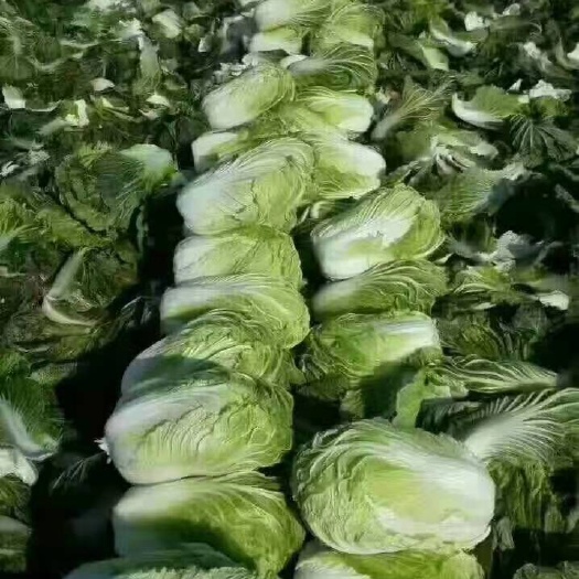 夏邑县青杂三号白菜  【精品秋晓白菜】批发市场连锁商超等长期供应。