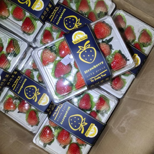广州红颜草莓 国产精品草莓