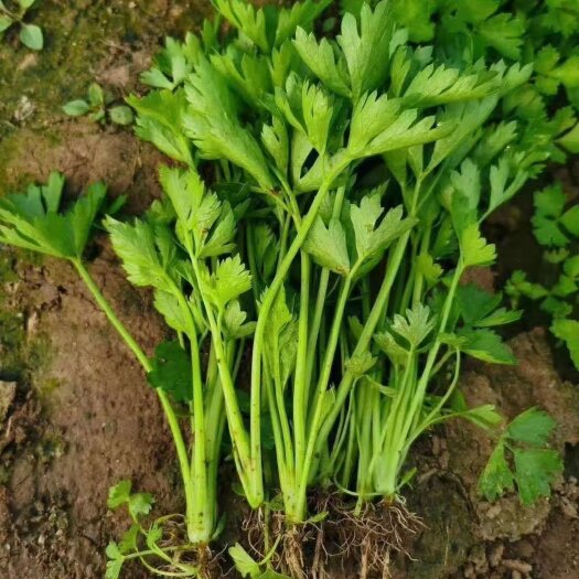 寿光市土系芹菜苗 穴盘芹菜苗 西芹苗 根系发达 苗子易成活