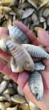 南宁 场地直销，罗非鱼苗。