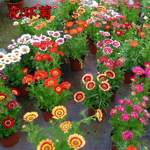 沭阳县 花环菊种子混色花卉种子景观绿化草花种子野花花种子阳台盆栽花种