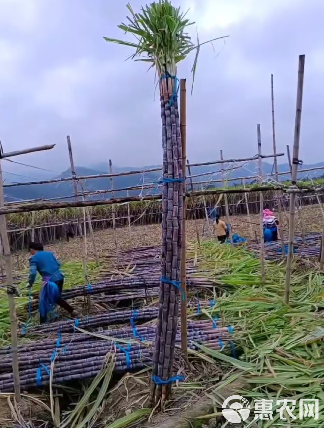 【热销】广东甘蔗大量上市中。多汁，脆甜一手货源，产地直发