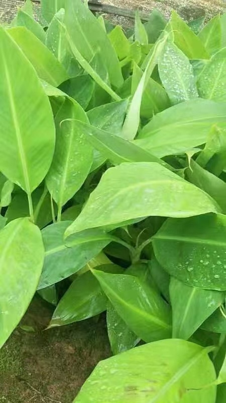 灵山县金粉一号香蕉苗 广西香蕉苗