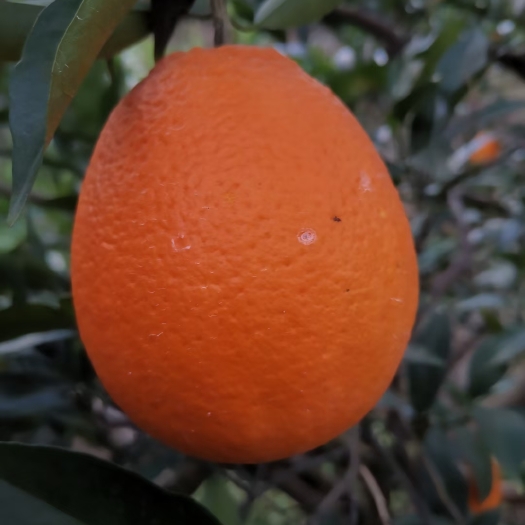 奉节脐橙 重庆市重庆市奉节县 