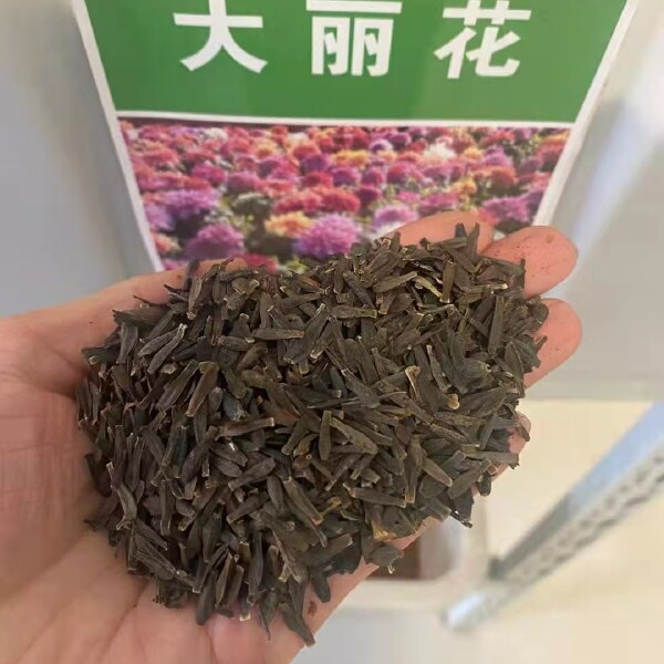 大丽花种子，种球，小丽花种子多年生宿根花卉种子