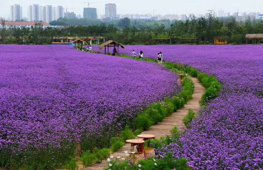 马鞭草种苗   柳叶马鞭草   马鞭草  花海  基地直