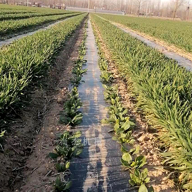  麦地套种辣椒播种机4行小麦套播覆膜播种机2行朝天椒播种铺膜机
