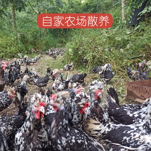 马山县来自广西深山瑶山真正散养土贵妃鸡1kg