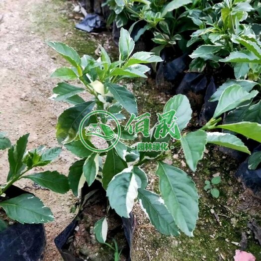 漳浦县金边假连翘 银边假连翘、花叶假连翘