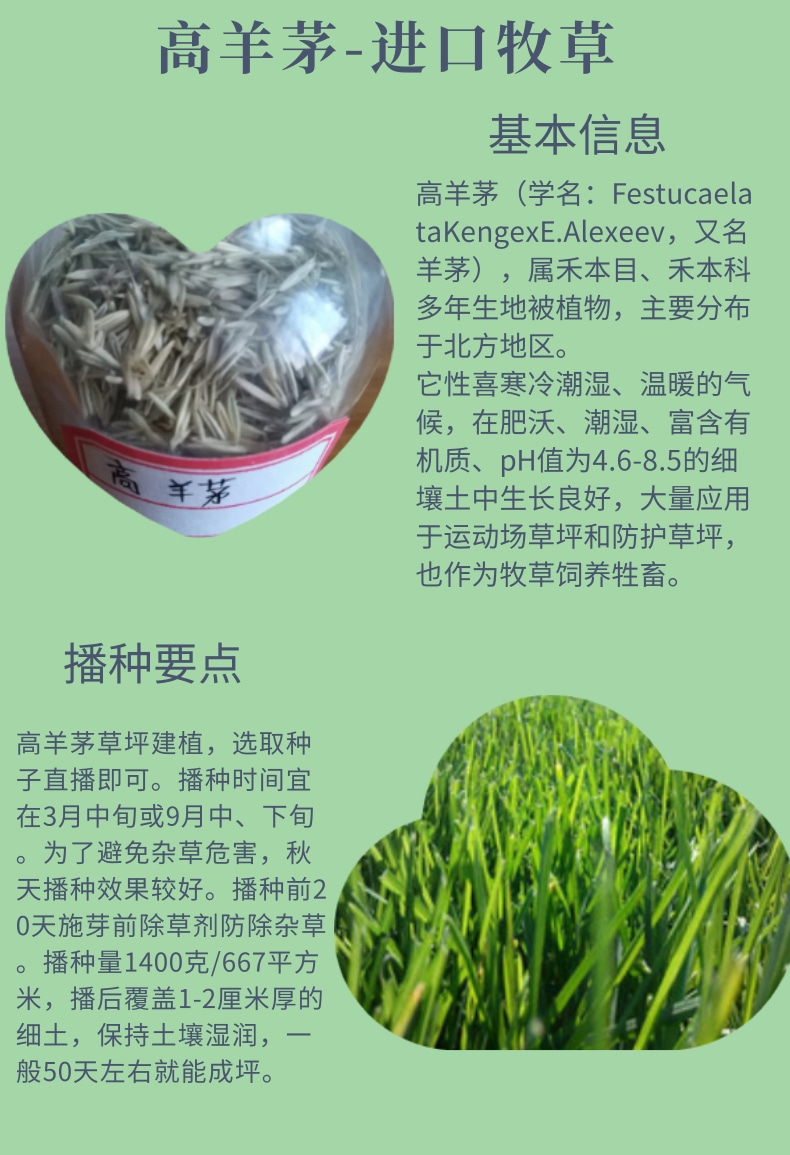 高羊茅种子  牧草种子高羊茅草坪耐践踏庭院绿化护坡草植被