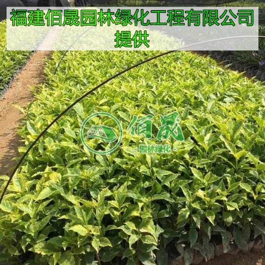 漳浦县 金边假连翘