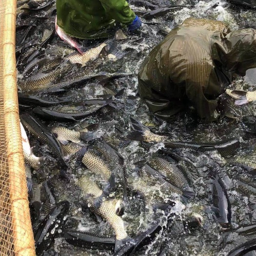 仙桃市 大量批发草鱼及各种规格的四大家鱼
