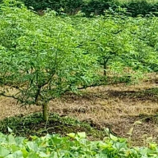 合江县九叶青花椒苗子