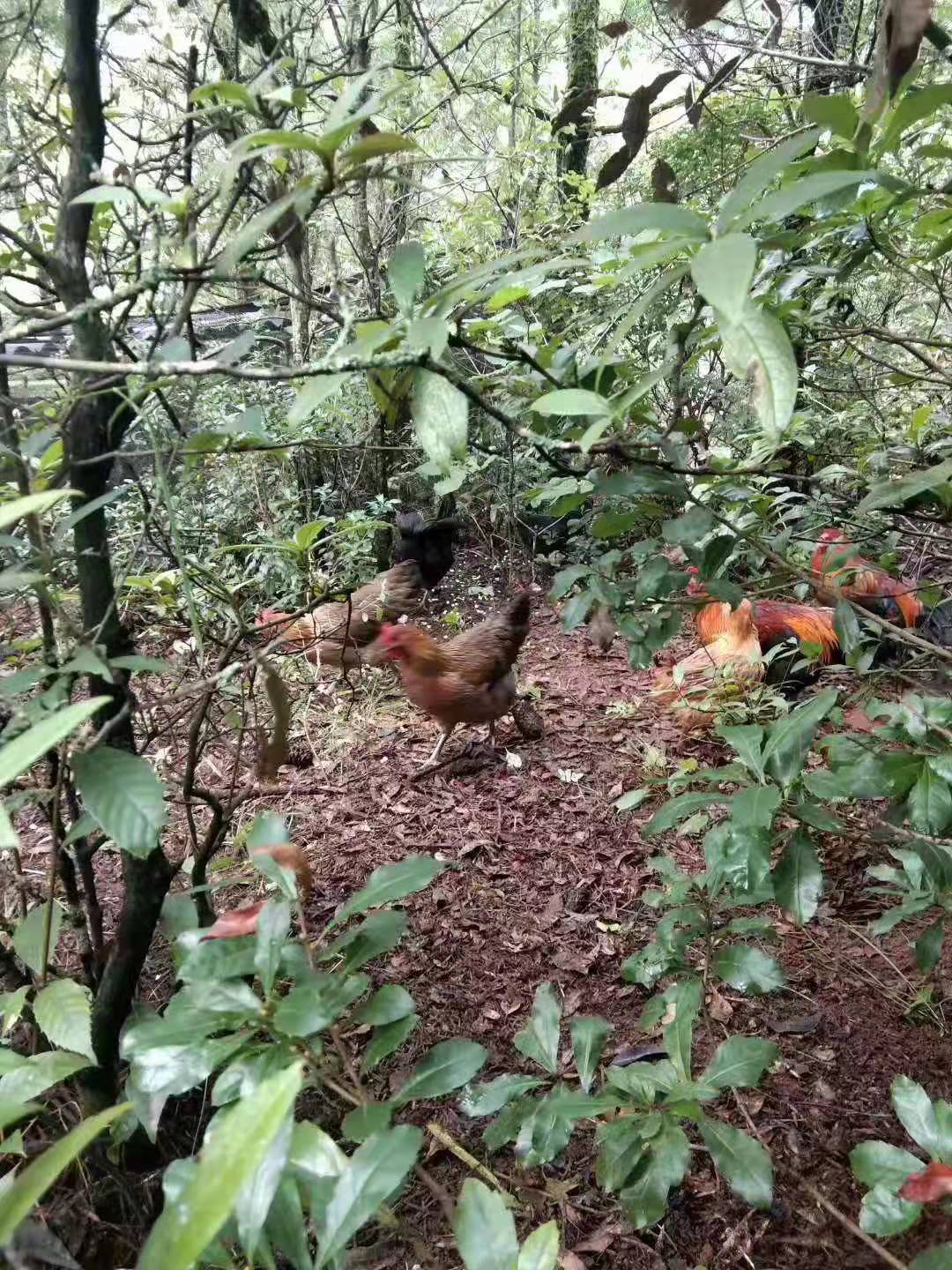 山鸡 溜达鸡