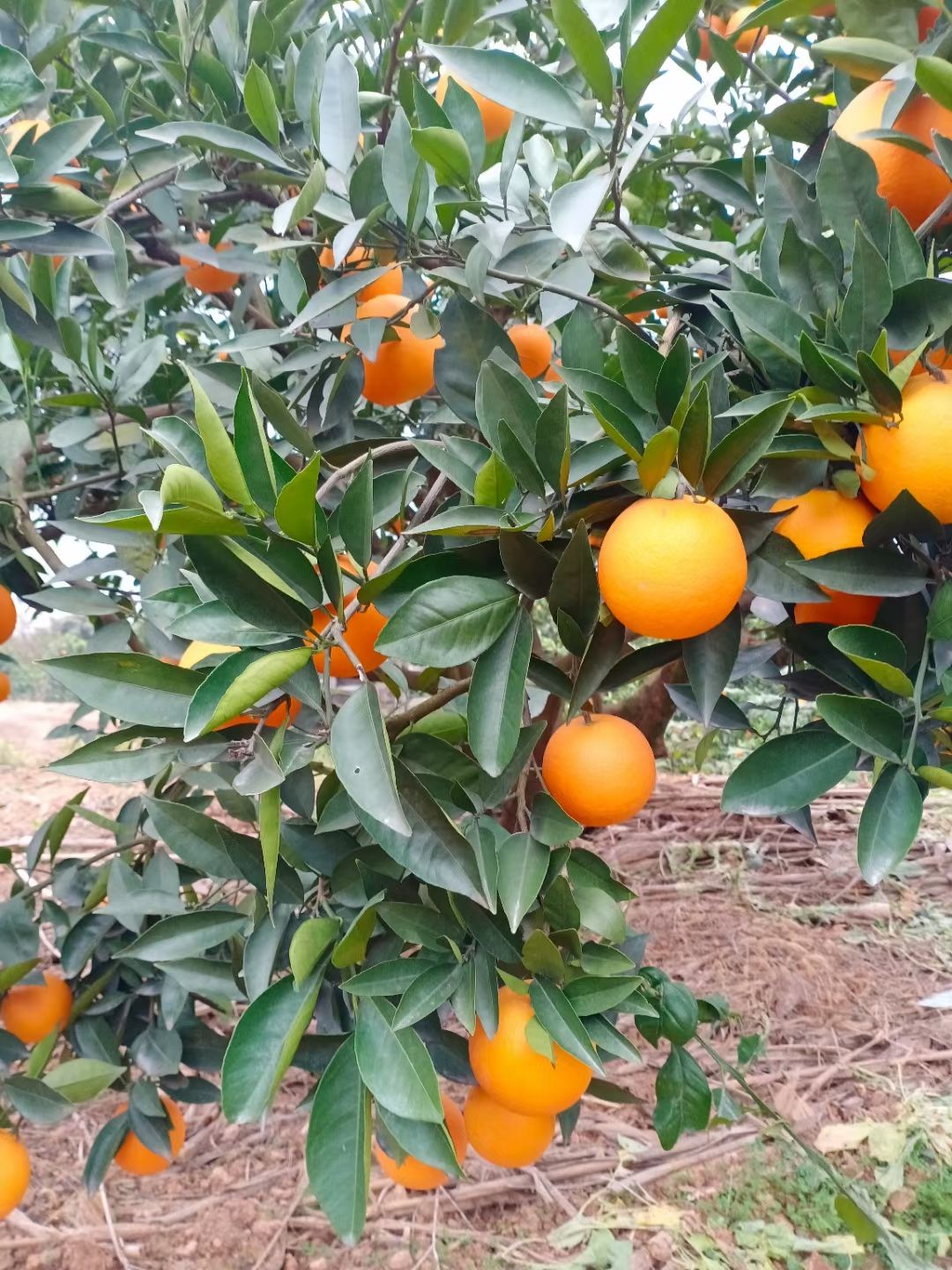 脐橙 重庆市重庆市奉节县