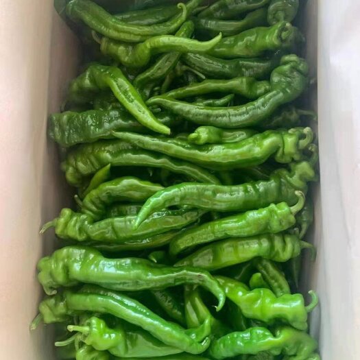 临高县海南精品螺丝椒薄大量上市（产地直发质量保证）
