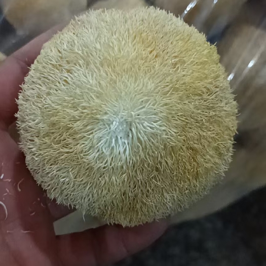 古田县猴头菇  猴头干货批发，产地批发，支持全国发货