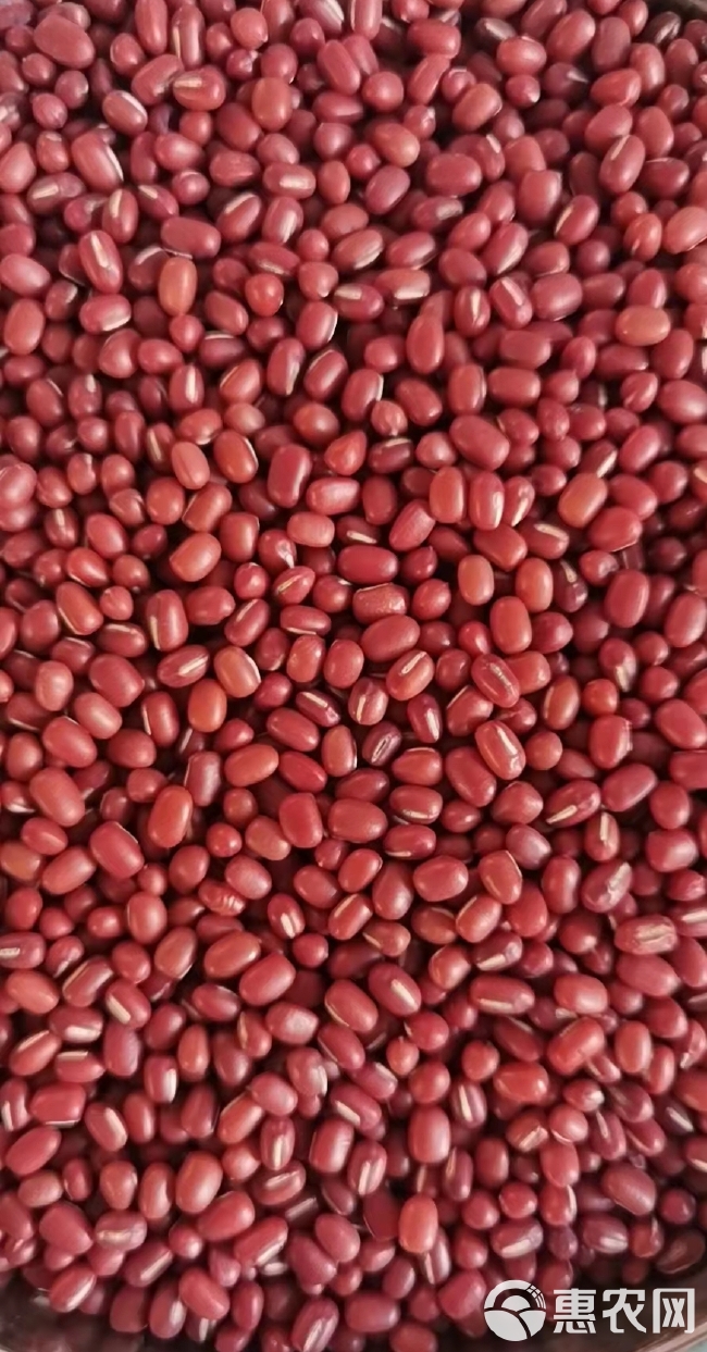 红豆 东北红小豆，农安红瑞丰1号，珍珠红，红。