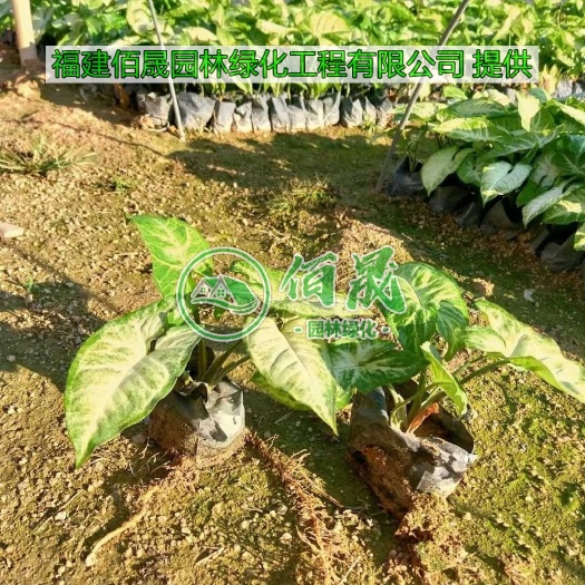 漳浦县佳人合果芋盆栽  合果芋、白蝴蝶