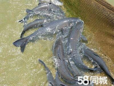  大量批發(fā)青魚及各種規(guī)格的四大家魚