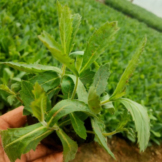 马鞭草种苗 桑托斯马鞭草  马鞭草  基地直供  大量有货