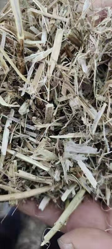 长沙花生秧 牛 羊 马 兔 