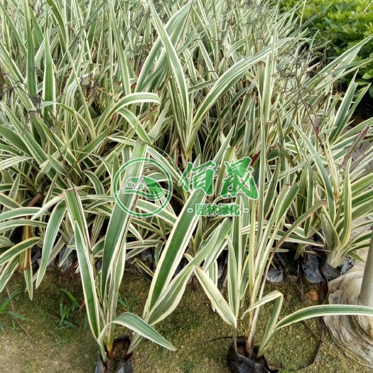 漳浦县 山管兰、山菅兰