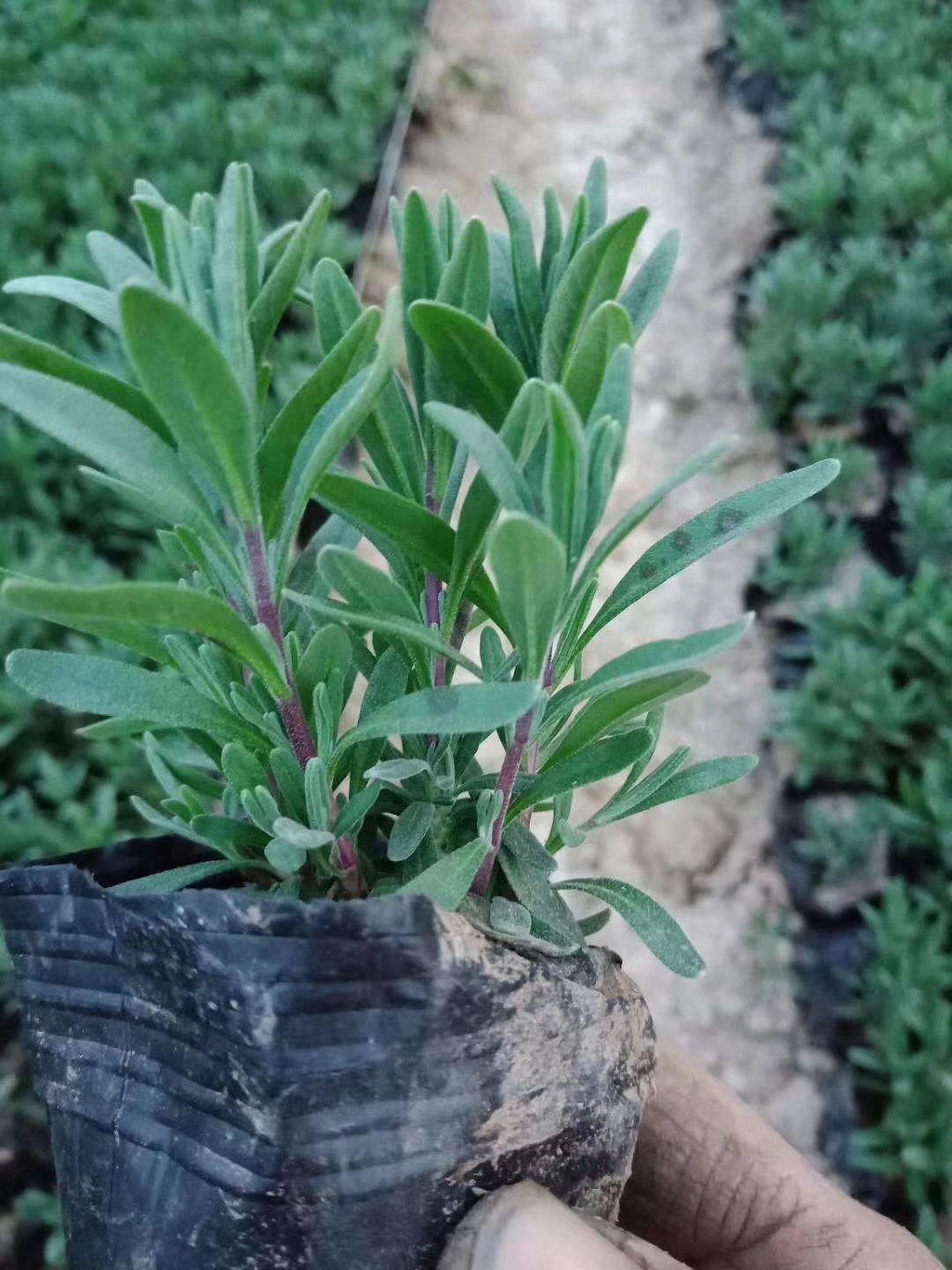 狭叶薰衣草 薰衣草  花海  基地直供  质优价廉  欢