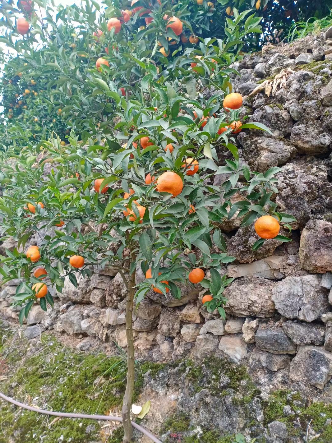 脐橙 重庆市重庆市奉节县