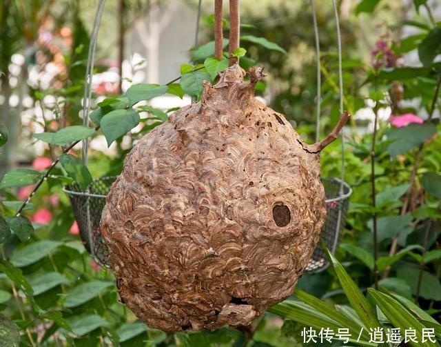 舒城县蜂房 马蜂窝