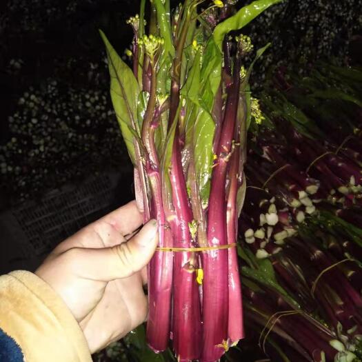松滋市 红菜苔